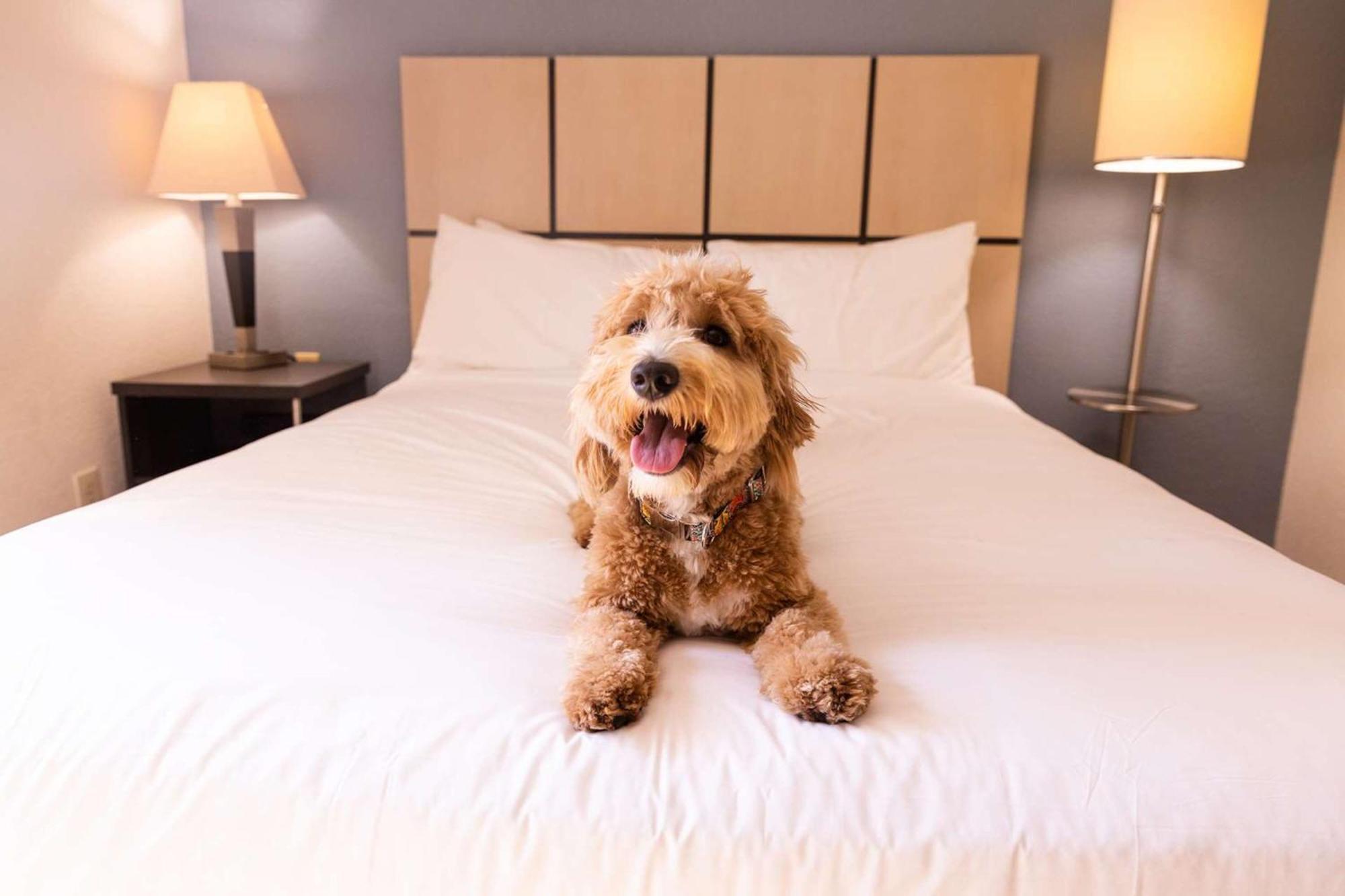 Sonesta Simply Suites Dallas Galleria Eksteriør bilde